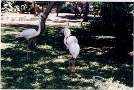 Flamingos do Parque das Aves