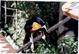 Tucano se alimentando no Parque das Aves